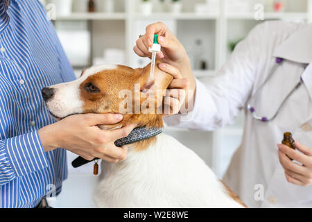 Der Tierarzt begräbt Tropfen in die Ohren des Hundes. Der Besitzer hält den Hund. Unscharfer Hintergrund der tierärztlichen Klinik. Stockfoto