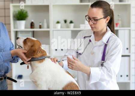 Der Tierarzt macht ein Hund eine Spritze. Der Besitzer hält den Hund. Unscharfer Hintergrund der tierärztlichen Klinik. Stockfoto