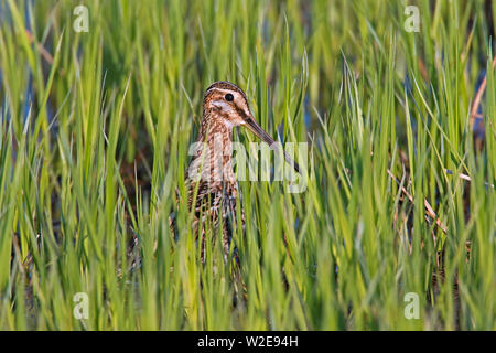 Bekassine (Gallinago gallinago) versteckt sich im hohen Gras von sumpfland Stockfoto