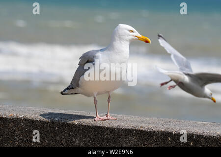 Europäische Silbermöwe (Larus argentatus) auf der Kaimauer im Hafen entlang der Nordseeküste gelegen Stockfoto