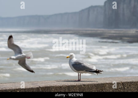 Europäische Silbermöwe (Larus argentatus) auf der Kaimauer im Hafen entlang der Nordsee küste in der Normandie, Frankreich thront Stockfoto