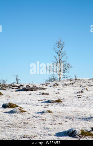 Bäume auf der frostigen Schnee bedeckten Plateau von Scout Narbe auf eine klare, hell Wintertag in der Nähe von Kendal Cumbria Lake District, England Stockfoto