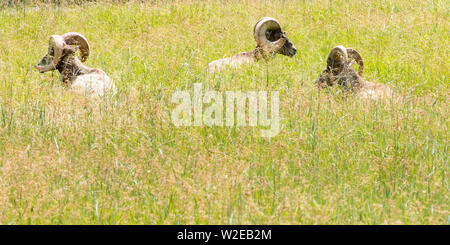 Abstraktes Bild der Staats Big Horned Ziegen getarnt im hohen Gras in den Black Hills National Forest von South Dakota Stockfoto