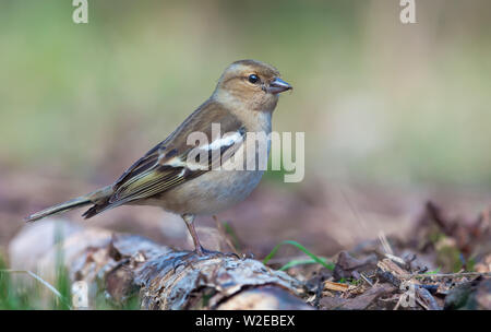 Weibliche gemeinsame Buchfink steht auf einem morschen Baumstumpf in der Nähe der Boden in klaren Wald Stockfoto