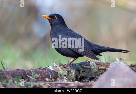 Gemeinsame Amsel steht auf im Alter von Birke Baumstumpf in der Nähe der Erde Stockfoto