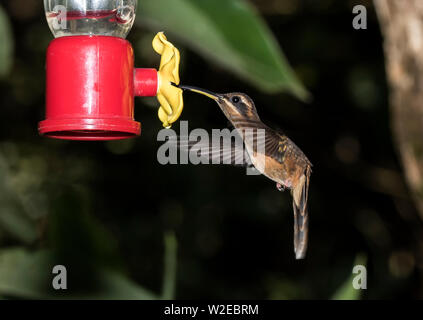 Stripe-Throated Einsiedler Stockfoto