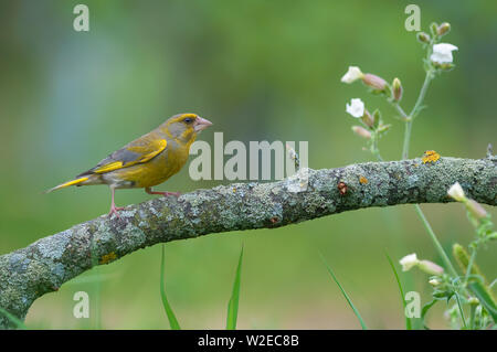 Männliche europäischen Grünfink sitzen auf flechten Zander mit kleinen Feld, Blumen Stockfoto