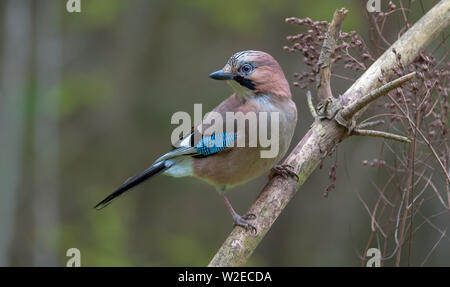 Eurasischen Jay thront auf einem trockenen Kiefer Zweig mit grauer Hintergrund Stockfoto