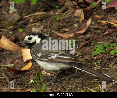 Brutzeit in den Grenzregionen Schottland - Juli 2019 A PIED WAGTAIL trabt durchs Unterholz auf der Suche nach Insekten, ihre Jungen zu füttern. Stockfoto