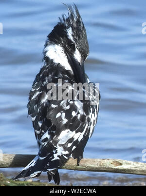 A pied Kingfisher (Ceryle rudis) preens seine Federn am Rande des Lake Victoria. Entebbe, Uganda. Stockfoto