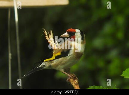 Brutzeit in den Grenzregionen Schottland - Juli 2019. Einer (Europäischen) Stieglitz Sitzstangen auf einem Zweig Stockfoto