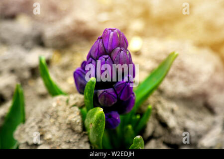 Junge Hyazinthe Blume Nahaufnahme, Hintergrundbeleuchtung, Soft Focus Stockfoto