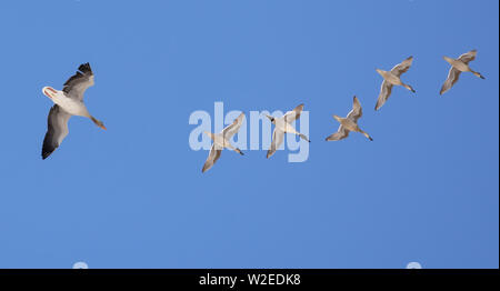 Eine Graugans und eine Gruppe von Nördlichen Pintails fliegen im blauen Himmel Stockfoto