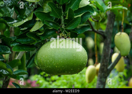 Big Size Pomelo Früchte hängt am Baum mit Wassertropfen in Bangladesch oder Jambura Batabinebu im wachsenden Gärtnerei Stockfoto