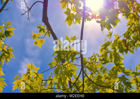 Strahl der Sonne durch dünne Zweige erzeugen eine Vielzahl von Farbe Stockfoto