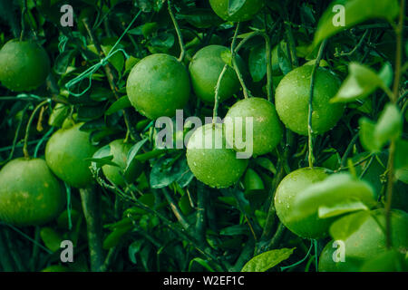 Isolierte Pomelo Früchte Wand auf der Garten in Bangladesch oder Jambura Batabinebu im wachsenden Baumschule Pflanzen Stockfoto