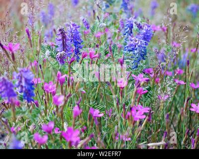 Blumenwiese Stockfoto