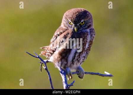 Austral Sperlingskauz (Glaucidium nana) ruht auf einem Zweig in den Torres del Paine Nationalpark in Patagonien, Chile Stockfoto