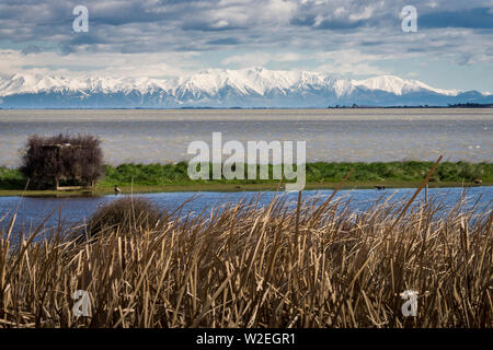 Südliche Alpen Berge in Neuseeland gesehen von Banken Halbinsel, Canterbury, und Suchen über den Lake Ellesmere (Te Waihora) Wetland Stockfoto