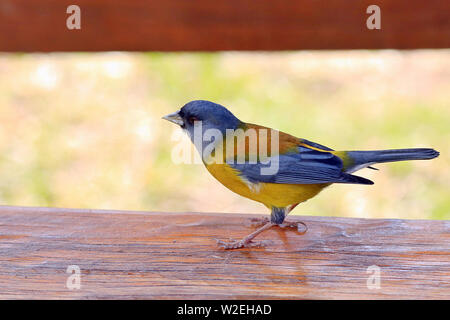 Eine grau-Hooded sierra Finch (Phrygilus gayi) stehen auf der Werkbank in den Torres del Paine Nationalpark in Chile. Stockfoto