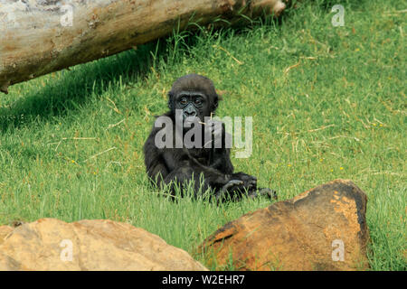 Ein Baby Gorilla ruhig naschen Gras in einem Zoo Stockfoto