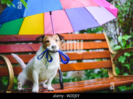 Hund für Fuß sitzt auf der Bank unter dem bunten Sonnenschirm bei Regen zu gehen Stockfoto