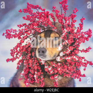 Portrait eines Hundes tragen Weihnachten Kranz im Winter Stockfoto