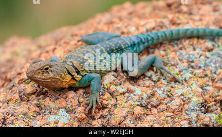 Eastern Collared Lizard, auch als Berg Boomer (Crotaphytus collaris) im Oklahoma's Wichita Berge bekannt Stockfoto
