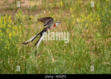 Scissortail Schopftyrann (Tyrannus forficatus) im Flug Stockfoto