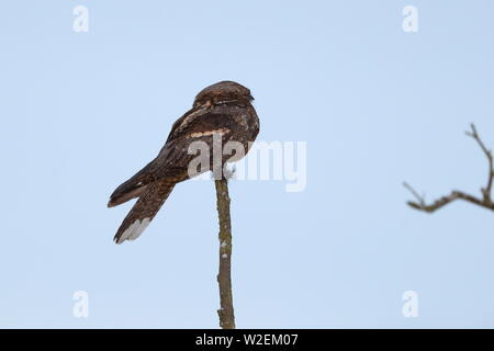 Erwachsene männliche Eurasischen Nightjar Stockfoto