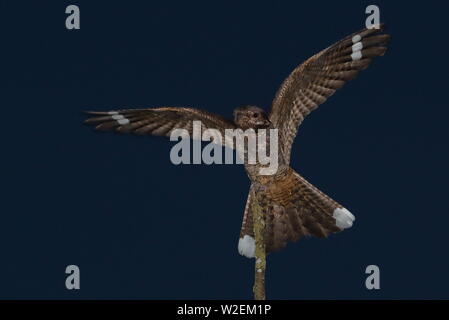 Erwachsene männliche Eurasischen Nightjar Stockfoto