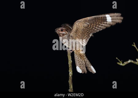 Erwachsene männliche Eurasischen Nightjar Stockfoto