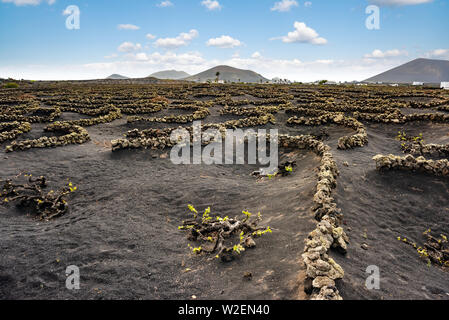 Eine atemberaubende Landschaft mit vulkanischer Weinberge. Traditionelle Wein Herstellung von Lanzarote. Kanarischen Inseln. Spanien Stockfoto