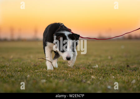 Junge süße Border Collie Welpe Hund läuft auf eine grüne Wiese vor farbigen Sonnenuntergang Himmel Stockfoto