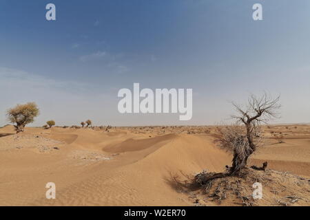 Mehrere verstreute, isolierte Wüsten-Pappel-Populus-Euhratica-Bäume. Taklamakan Desert-Xinjiang-China-0303 Stockfoto