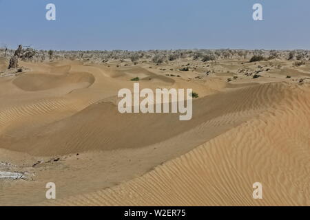 Mehrere verstreute, isolierte Wüsten-Pappel-Populus-Euhratica-Bäume. Taklamakan Desert-Xinjiang-China-0304 Stockfoto