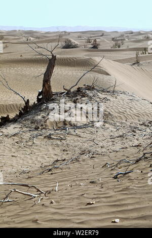 Trockener Wüstenpappel-Populus euphratica Baum und tmariske Sträucher. Taklamakan Desert-Xinjiang-China-0307 Stockfoto