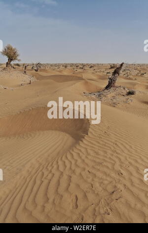 Verstreute Wüsten-Pappel-Populus-Euphratika-Bäume unter tamarisken Sträuchern. Taklamakan Desert-Xinjiang-China-0310 Stockfoto