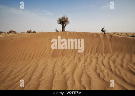 Wüsten-Pappel-Populus-Euphratika-Bäume auf einer Sanddüne. Takalamakan Desert-Xinjiang-China-0314 Stockfoto