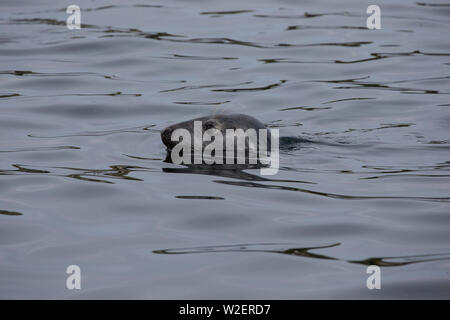 Atlantic Kegelrobbe Halichoerus grypus heben den Kopf über Wasser in die Nordsee auf der nord-östlichen Küste von England, Großbritannien Stockfoto