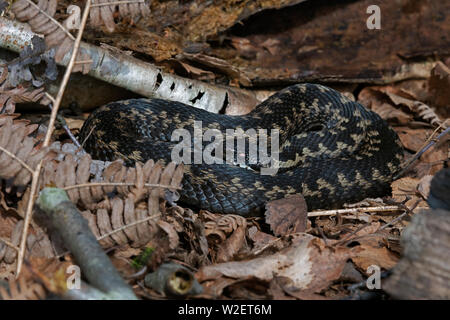 Gemeinsame Europäische Viper (Vipera berus) Stockfoto