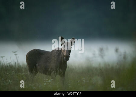 Junge Elche (Alces alces) Stockfoto