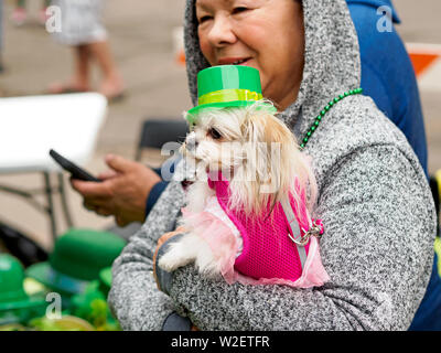 Frau mit einem Langhaarige Chihuahua trägt einen grünen Hut und rosa Weste an der 2019 Saint Patrick's Day Block Festival in Corpus Christi, Texas USA. Stockfoto