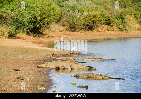 Nil Krokodile (Crocodylus niloticus) und Afrikanischer Löffler (Platalea alba) am Ufer des Sabie Flusses, eines der artenreichsten Ri Stockfoto