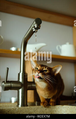 Abessinier Katze trinkt Wasser aus dem Wasserhahn in der Küche Stockfoto