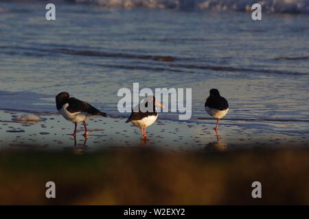Austernfischer (Haematopus ostralegus) auf Aberdeen Strand in der Morgendämmerung. Schottland, Großbritannien. Stockfoto