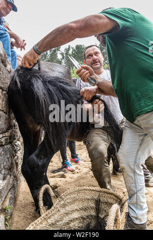 Rapa das Bestas, Sabucedo, galica Spanien Stockfoto