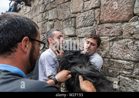 Rapa das Bestas, Sabucedo, galica Spanien Stockfoto