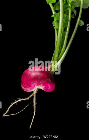 Den Rettich, Raphanus sativus, ist eine genießbare Wurzeln der Brassicaceae Familie. Wenn Sie bleiben zu lange in der Erde sie überwältigen und zu l geworden Stockfoto