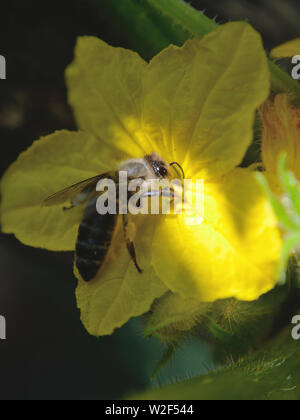 Biene bestäubt eine Gurke Blume Stockfoto